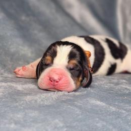 Topaz- Orange Collar - Black brown and white male Basset Hound puppy in Valley, Washington from Peaceful Valley Paws
