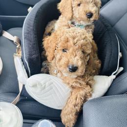 Cavapoo, Cockapoo, Goldendoodle, and Maltipoo Puppies from Perdue Puppies