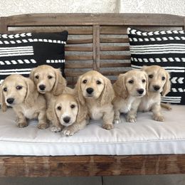 Lucy - Cream female Dachshund puppy in Alpine, California from Christie's Doxies