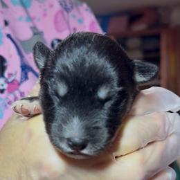 Jetson - Black male Pomsky puppy in Spring Hill, Florida from PDQ Pomskies