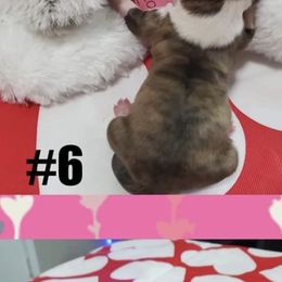 Shih Tzu Puppies from S&K shih tzu’s