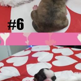 Shih Tzu Puppies from S&K shih tzu’s