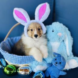 Benny - Sable and white male Shetland Sheepdog puppy in North Weeki Wachee, Florida from Jesstar Shetland Sheepdogs