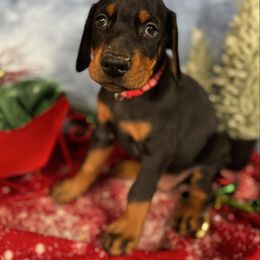 Israel - Black and rust male Doberman Pinscher puppy in Aredale, Iowa from Royal Dynasty Dobermann Kennel