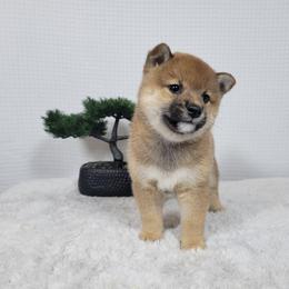Kaito - Red male Shiba Inu puppy in Sacramento, California from Shiba Inu of Matrix