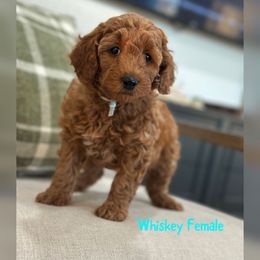 Whiskey - Red  female Goldendoodle puppy in Glendale, Arizona from Follow Your Bliss Doodles