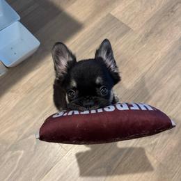 Macho - Black and tan male French Bulldog puppy in Des Moines, Iowa from Frenchie Dreams Come True