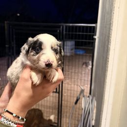 Saber - Blue merle female Border Collie puppy in North Lakeport, California from Wild Rose Ranch
