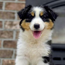 Viper - Black tri-color female Australian Shepherd puppy in York, South Carolina from Walnut Ridge Farms Aussies