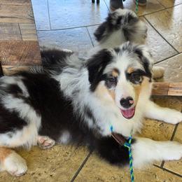 Goose - Australian Shepherd