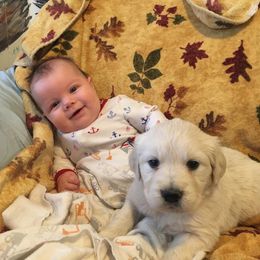 Golden Retriever Puppies from Golden Retriever Street