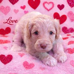 Oregon - Apricot male Aussiedoodle puppy in High Point, North Carolina from Kingsfield Doodles
