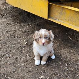 Lunis - Red merle male Australian Shepherd puppy in Cable, Ohio from Resolute Aussies