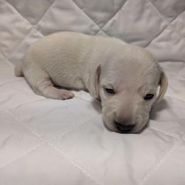 5 cream - Cream female Dachshund puppy in Central Point, Oregon from MRS Long Dog Ranch