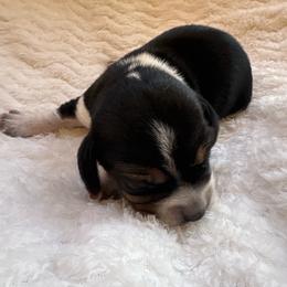 Boy 2 - Black tan and white male Beagle puppy in Gentry, Arkansas from HC Puppy Ranch
