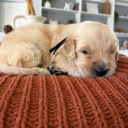 Black - Apricot male Goldendoodle puppy in Brooksville, Florida from Abby’s Standard Goldendoodles