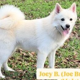 Joey - A Male Pomsky Dog - White male Pomsky puppy in Shreveport, Louisiana from Geaux Pomsky