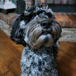 Harvey - Labradoodle