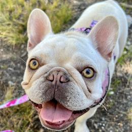 Marie - French Bulldog