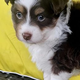 Luna - Red tri female Toy Australian Shepherd puppy in Missouri from MadCat Toy Aussies