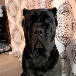 Rhea - Cane Corso