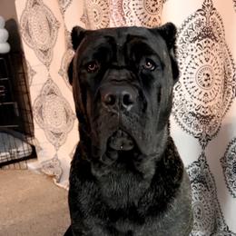 Rhea - Cane Corso