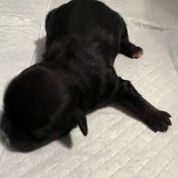 Lovey - Black female Shih Tzu puppy in Winston Salem, North Carolina from Jay&Ray Shih Tzu’s