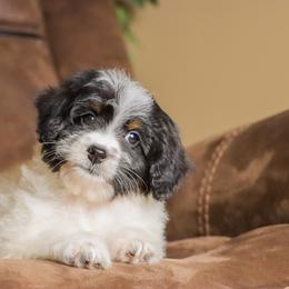 Biscotti - Black and white male Bernedoodle puppy in Youngstown, Florida from Wonderland’s Boujie Kennels