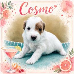 Cosmo - Parti female Goldendoodle puppy in Hendersonville, North Carolina from Kim's Cove