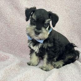 Mae Male 1 - Black and silver male Miniature Schnauzer puppy in Pageland, South Carolina from New Haven Farms