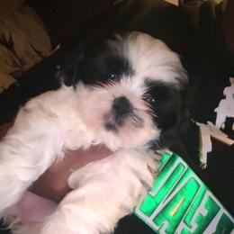 Shih Tzu Puppies from Adams Pawsitive Pawfection