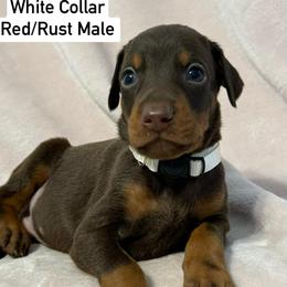 White Collar - Red and rust male Doberman Pinscher puppy in Lake City, Florida from Paintedcrazy Doberman Pinchers