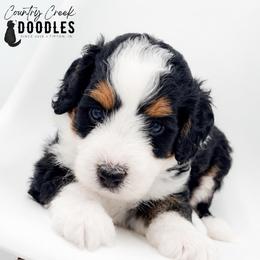 Max - Tri-color male Bernedoodle puppy in Tipton, Indiana from Country Creek Doodles