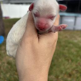 Girl 2 - Cream female Aussiedoodle puppy in Spring Hill, Florida from Pawprint Dreams Boarding and Kennel