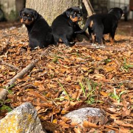 Rottweiler Puppies from Bronx Von Bridges Rottweilers