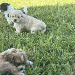 Shih Tzus, Shorkies, and Yorkshire Terriers from Tiny Tales Co.