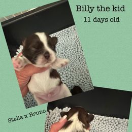 Billy the kid - Liver and white male Shih Tzu puppy in Beatrice, Nebraska from I Shih Tzu Not Puppies