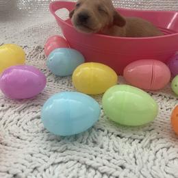 Luna - Cream female Dachshund puppy in Colonial Heights, Virginia from Mimi’s Doxies
