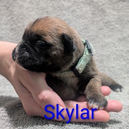 Skylar - Fawn female Boxer puppy in New Holland, Pennsylvania from Shady Rill puppies
