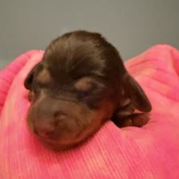 Gertie - Chocolate and tan female Dachshund puppy in Alva, Florida from Salty C's Dachshunds