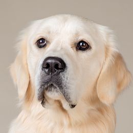 Sherman - Golden Retriever