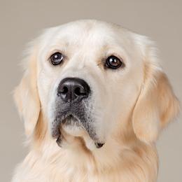 Sherman - Golden Retriever