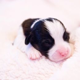 Pembroke Welsh Corgi Puppies from Cosmere Corgis