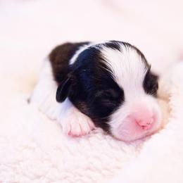 Pembroke Welsh Corgi Puppies from Cosmere Corgis