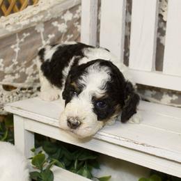 Black Tri Female - Phantom female Poodle puppy in Belgreen, Alabama from Scott’s Farm Poodles and Doodles