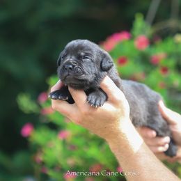 Boy 3 - Black male Cane Corso puppy in Cable, Ohio from Americana Cane Corso