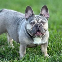 Mirabel - French Bulldog