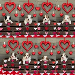 Australian Shepherd and Border Collie Puppies from Wiggles 4 Life