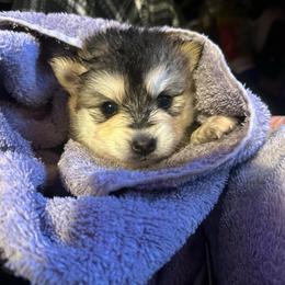 Bumble - Tri-color female Pomsky puppy in Oak Harbor, Washington from Island Pomskies