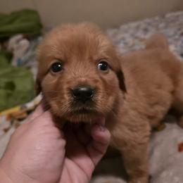 Boy 6 - Dark golden male Golden Retriever puppy in Lawtey, Florida from Rise and Shine Goldens
